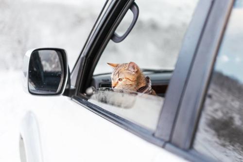 車の窓から顔を出す猫