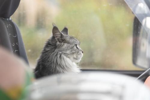 車の中で前を見ている猫