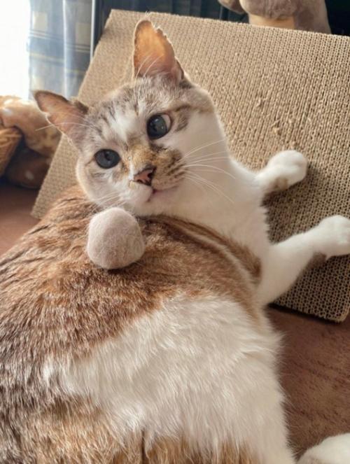 毛玉ボールを乗せた猫