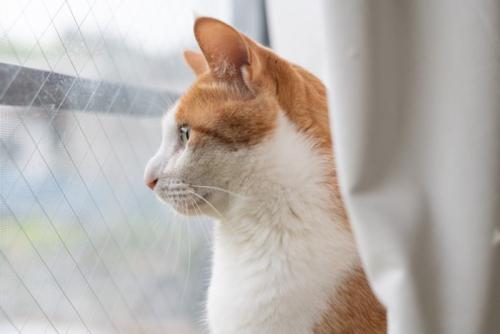窓の外を眺める可愛い猫