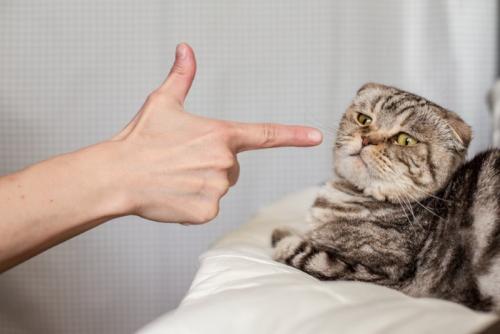指さされてのけ反る猫