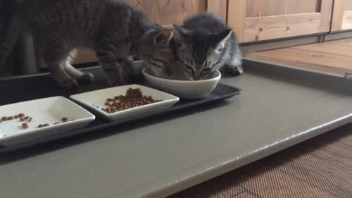 ご飯
