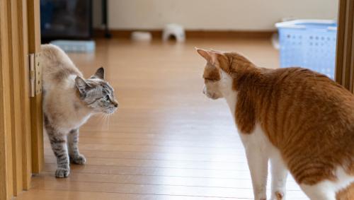 二匹の猫
