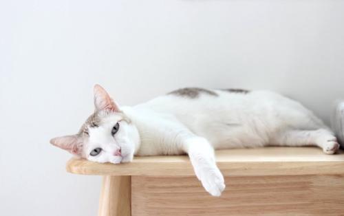 退屈そうな猫