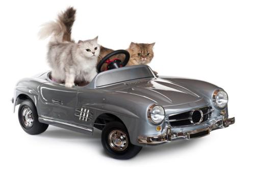 おもちゃの車に乗っている2匹の猫