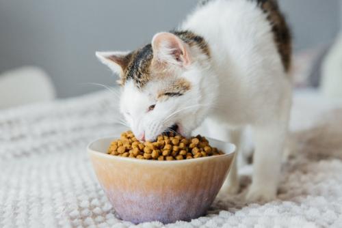 山盛りのご飯を食べる猫