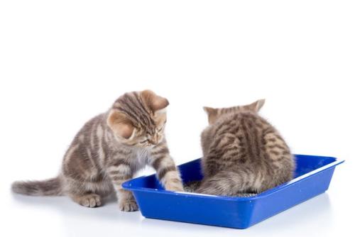 トイレに入っている子猫と外から手を入れる子猫