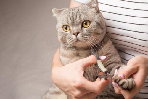 爪切りをする猫