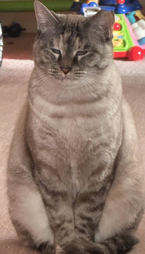 全体的に丸いフォルムになった猫