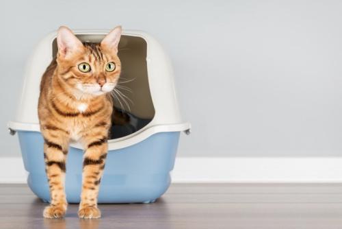 カバーつきのトイレから顔を出す猫
