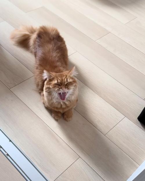 あくびする猫