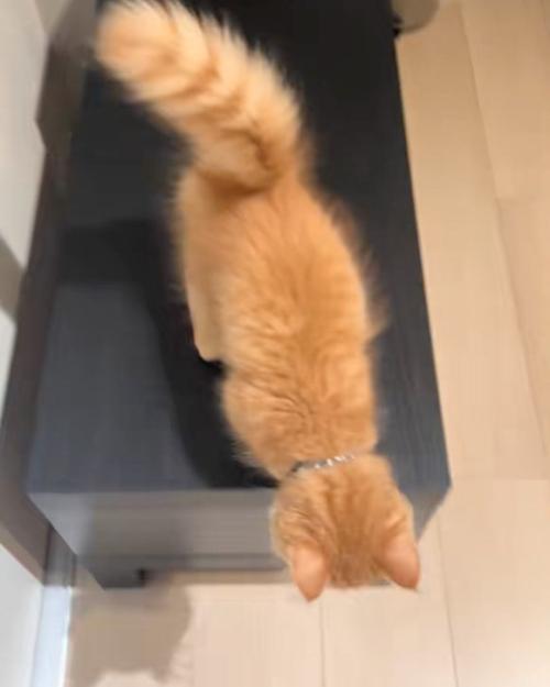 近づく猫