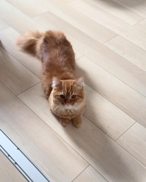 見上げる猫