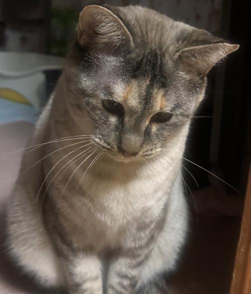 程よい肉付き感の猫