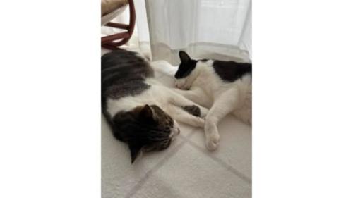寝ている猫