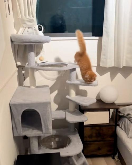 気づいた猫