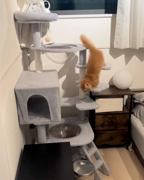 降りて来る猫
