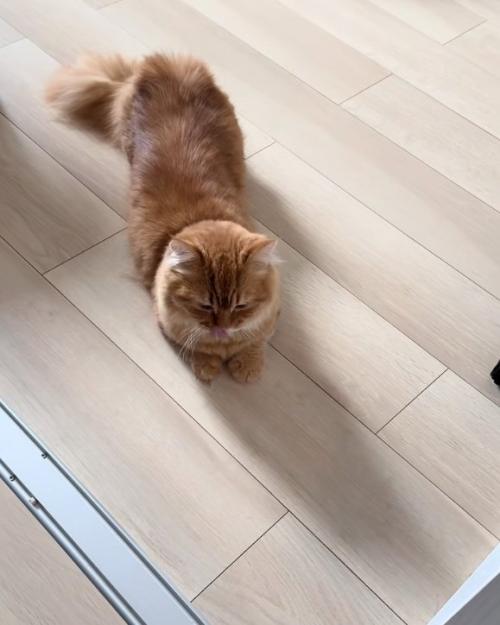舌を出す猫