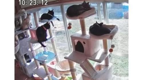 キャットタワーにいる猫たち