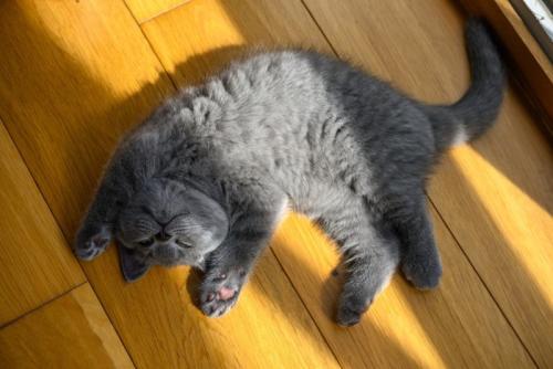 へそ天する猫
