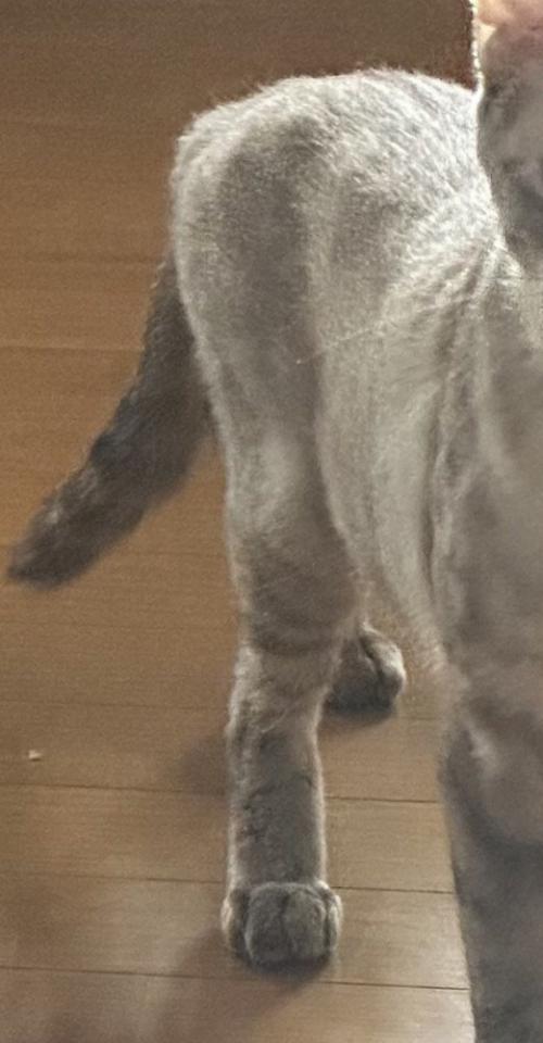 スリムな体型の猫の体