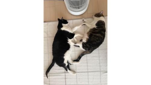 寝ている猫