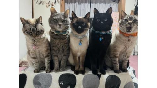 並んでいる猫