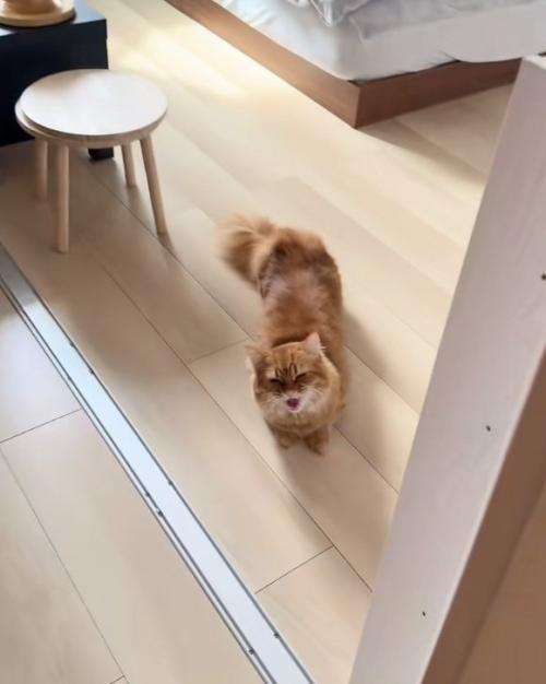 鳴く猫