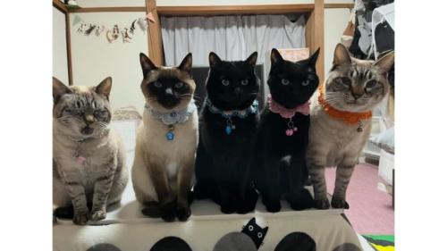 並んでいる猫