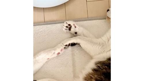 猫の手