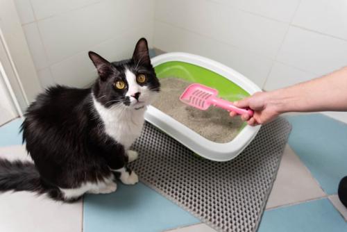 スコップを持つ人の手と猫