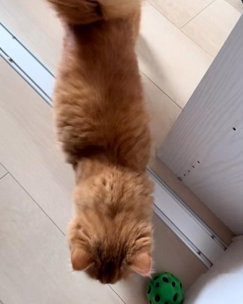 寄って来る猫