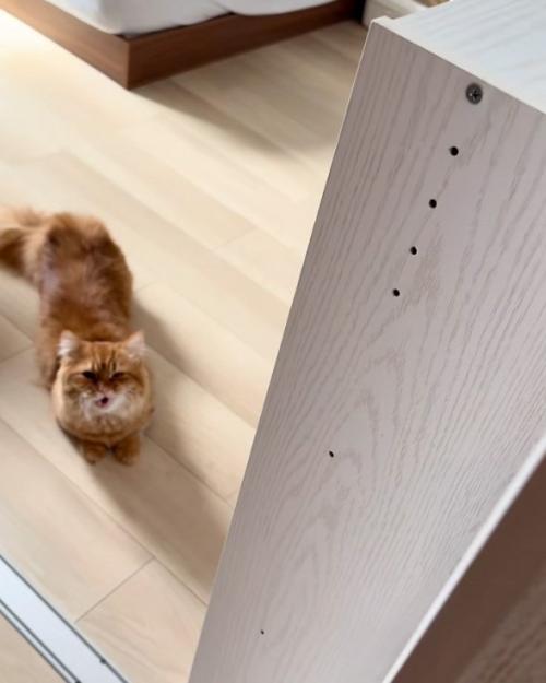 返事する猫