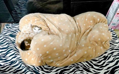 布団にくるまる2頭の猫