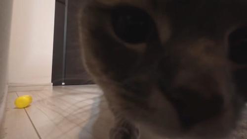 ドアップ