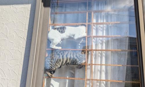 障子の格子の上で寝る猫たち