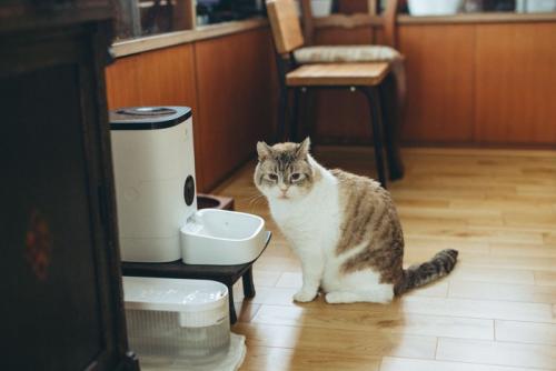 ご飯を待つ猫