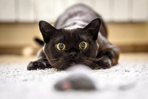 獲物を見つめる猫