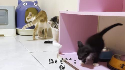 子猫にちょっかいをかける猫