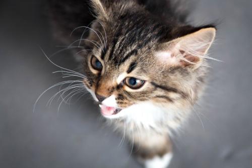 鳴く子猫