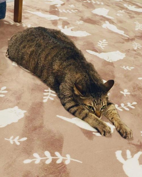 伸びている猫