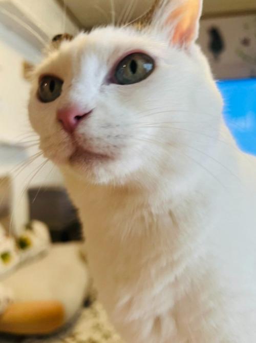 白猫