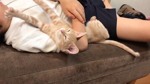 のびをした姿