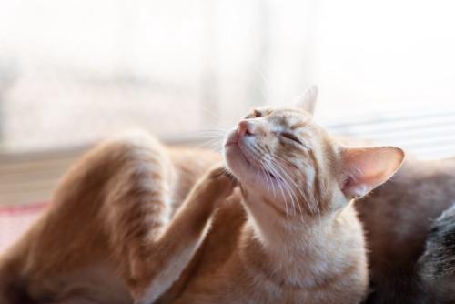 体を掻く猫