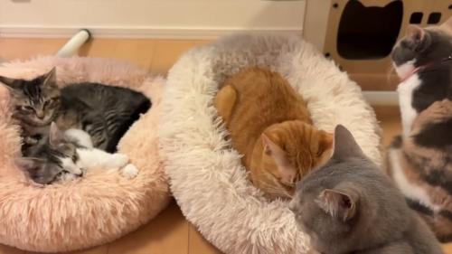 たくさんの猫たち