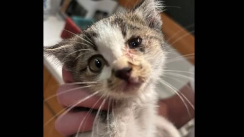 子猫の顔