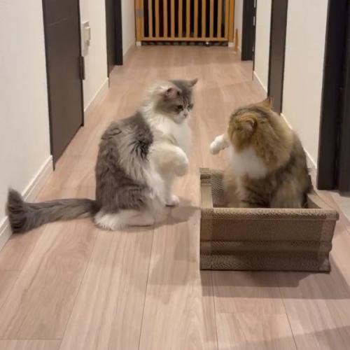 手を下ろす2匹