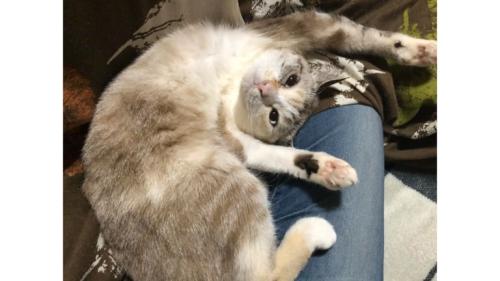寝転がる猫