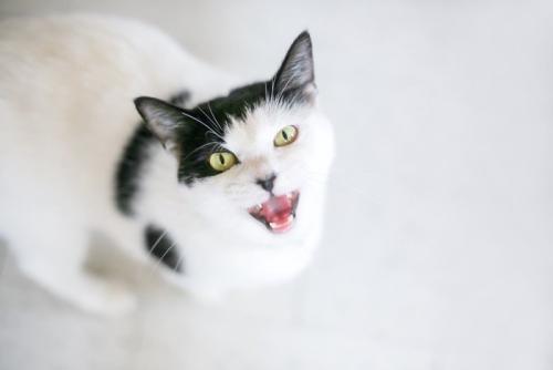 白黒猫