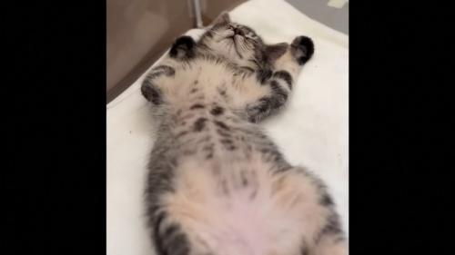 仰向けの子猫